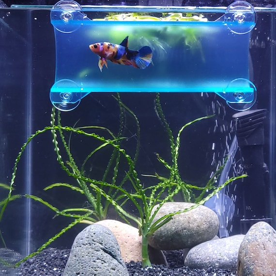 Mantenimiento práctico de un acuario resistente: limpieza, temperatura y sellos contra fugas